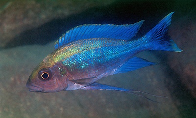 Cunningtonia longiventralis 'Cape Kachese'